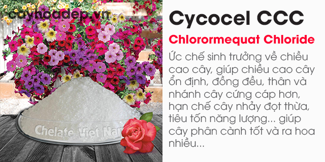 Chlormequat clorua, Cycocel CCC 98% (Ức chế sinh trưởng, tạo dáng hoàn hảo)